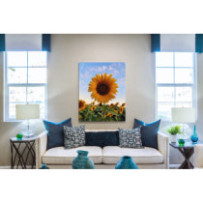 Napraforgó - álló