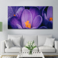 Sáfrányvirág - négyzet