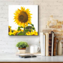 Napraforgó fej - négyzet