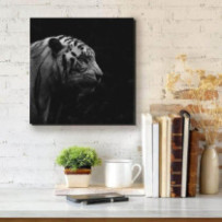 Tigris fekete-fehér - négyzet