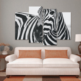 Zebra - 4 részes