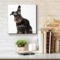 Schnauzer - négyzet