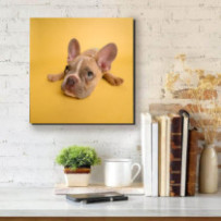 Francia bulldog kölyök -...