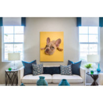 Francia bulldog kölyök - álló