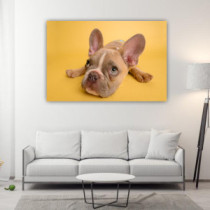 Francia bulldog kölyök - téglalap