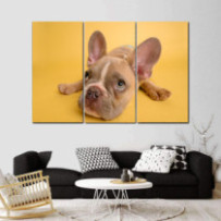 Francia bulldog kölyök - 3...