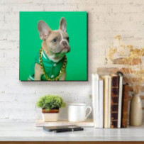 Francia bulldog - négyzet