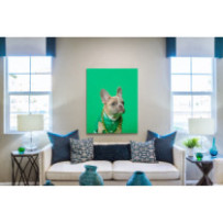 Francia bulldog - álló