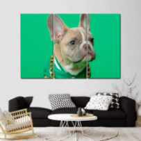 Francia bulldog - 3 részes...