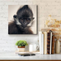 Francois langur - négyzet