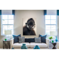 Francois langur - álló