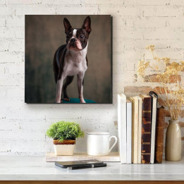 Boston terrier - négyzet