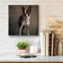 Boston terrier - négyzet