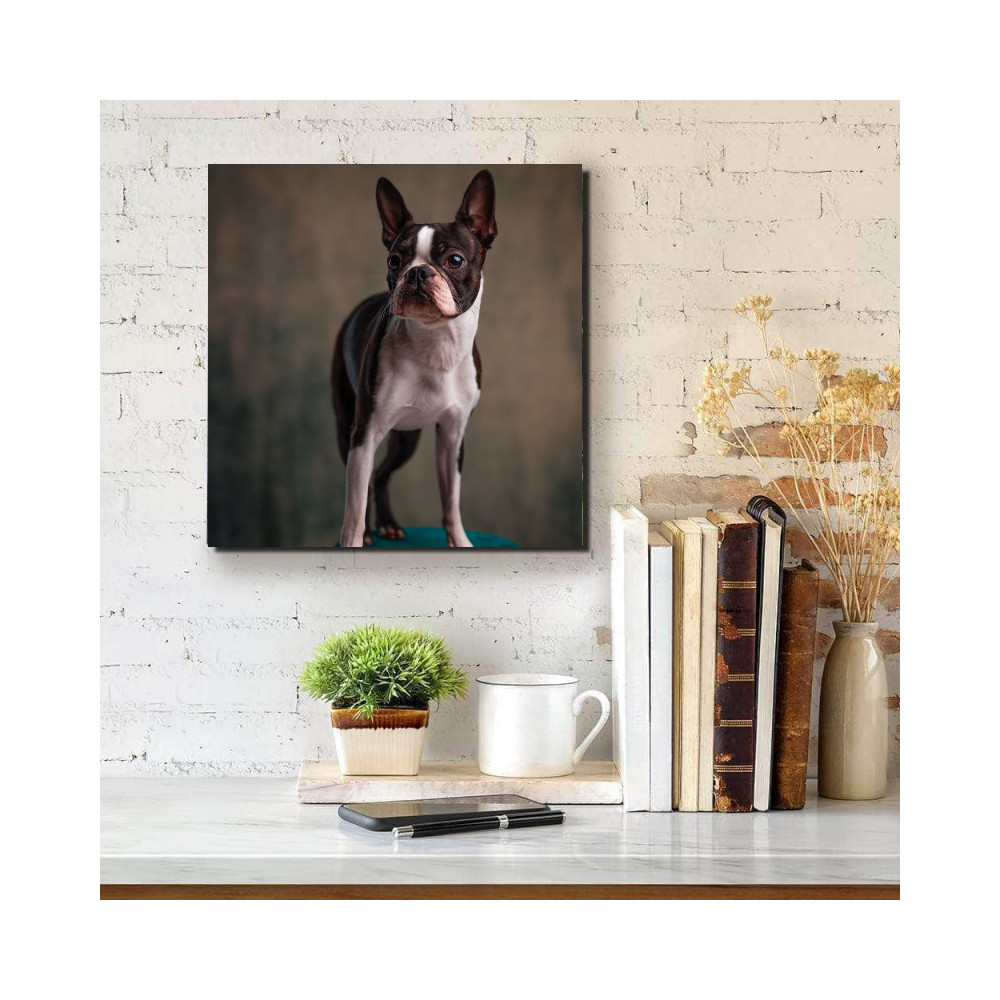 Boston terrier - négyzet
