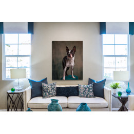 Boston terrier - álló