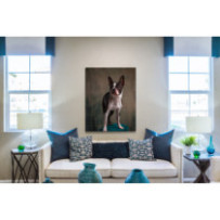 Boston terrier - álló