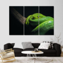 Smaragdzöld piton - 3...