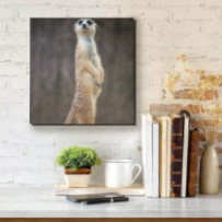 Szurikáta - négyzet