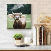 Braunvieh - négyzet