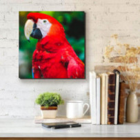 Ara papagáj - négyzet