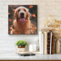 Golden Retriever - négyzet