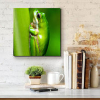 Levelibéka - négyzet