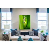 Levelibéka - álló