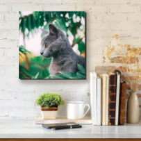 Szürke macska - négyzet