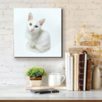 Fehér macska - négyzet