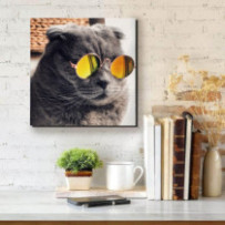 Napszemüveges cica - négyzet