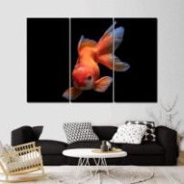 Aranyhal - 3 részes csík