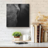 Elefánt fej - négyzet