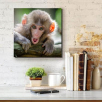 Kis majom - négyzet