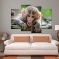 Kis majom - 4 részes