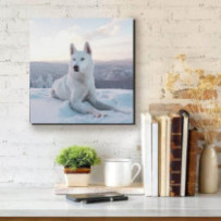 Hófehér Husky - négyzet