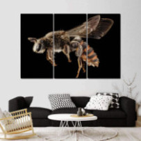 Méh 2 - 3 részes csík