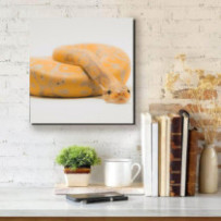 Királypiton - négyzet