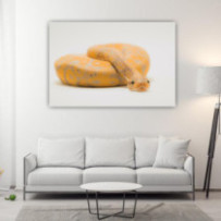 Királypiton - téglalap