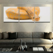 Királypiton - 3 részes négyzet