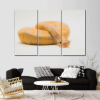 Királypiton - 3 részes csík