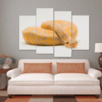 Királypiton - 4 részes