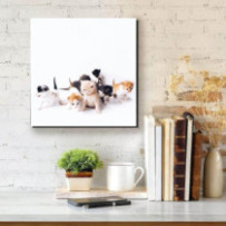 Kiscicák - négyzet