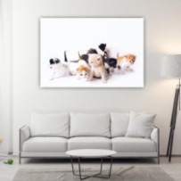 Kiscicák - téglalap