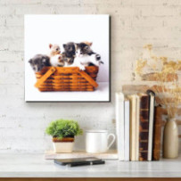 Egy kosár cica - négyzet