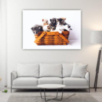 Egy kosár cica - téglalap