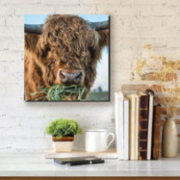 Skót - felföldi marha -...