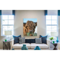 Skót - felföldi marha - álló