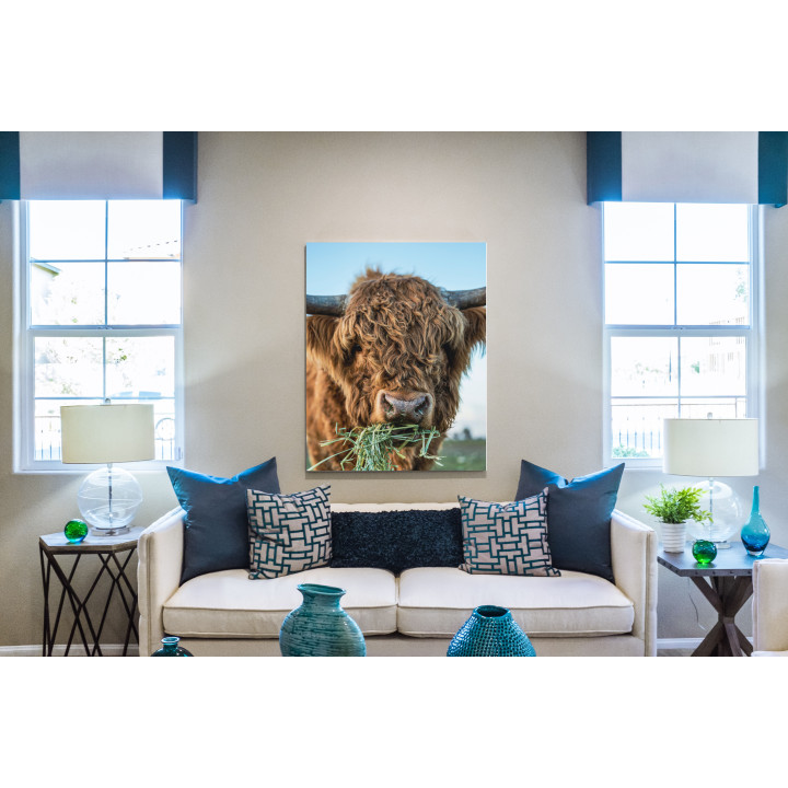 Skót - felföldi marha - álló