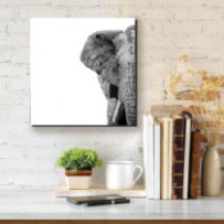 Elefánt fej 2 - négyzet