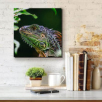 Zöld leguán - négyzet